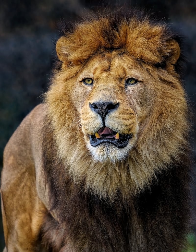 Lion in Maasai Mara National Reserve